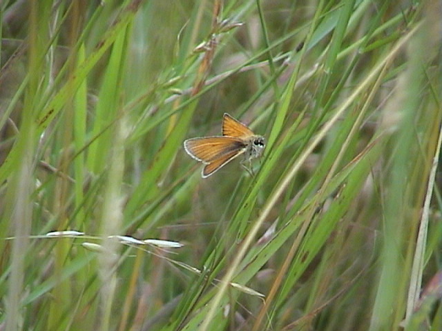 Essex Skipper, 23rd July, 2005